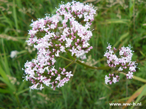 Valeriana officinalis